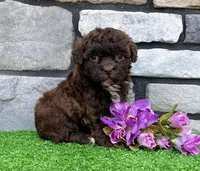 Molly, a female Havapoo for sale in Berlin, OH – Photo 6 of 7