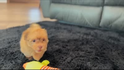 Oscar , a male Havanese for sale in Berlin, OH – 7 of 7