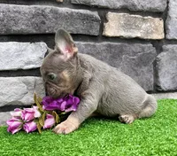 Hope, a female French Bulldog for sale in Berlin, OH – 7 of 7