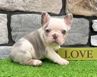 Bubba, a male French Bulldog for sale in Berlin, OH – 2 of 4