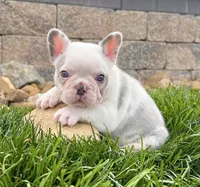 Bubba, a male French Bulldog for sale in Berlin, OH – 3 of 4