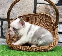 Bubba, a male French Bulldog for sale in Berlin, OH – 4 of 4