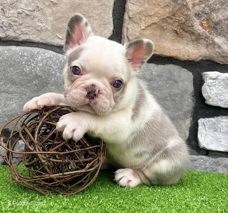Bubba – French Bulldog puppy for sale in Berlin, OH