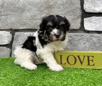 Dillon, a male Havanese for sale in Berlin, OH – 3 of 10