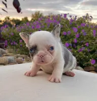 Dazzy, a female French Bulldog for sale in Berlin, OH – 3 of 5