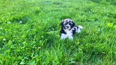 Nicki, a female Havanese for sale in Berlin, OH – 6 of 6