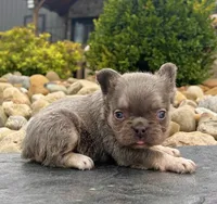 Bliss, a female French Bulldog for sale in Berlin, OH – 3 of 6