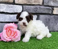 Trixie, a female Havapoo for sale in Berlin, OH – 4 of 5