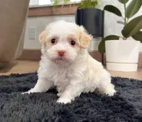 Belle, a female Havanese for sale in Berlin, OH – Photo 6 of 7