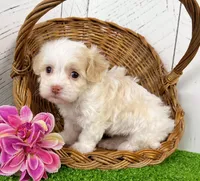 Belle, a female Havanese for sale in Berlin, OH – Photo 7 of 7