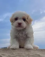 Belle, a female Havanese for sale in Berlin, OH – Photo 2 of 7