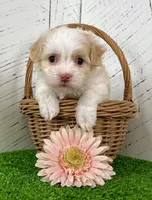 Belle, a female Havanese for sale in Berlin, OH – Photo 4 of 7