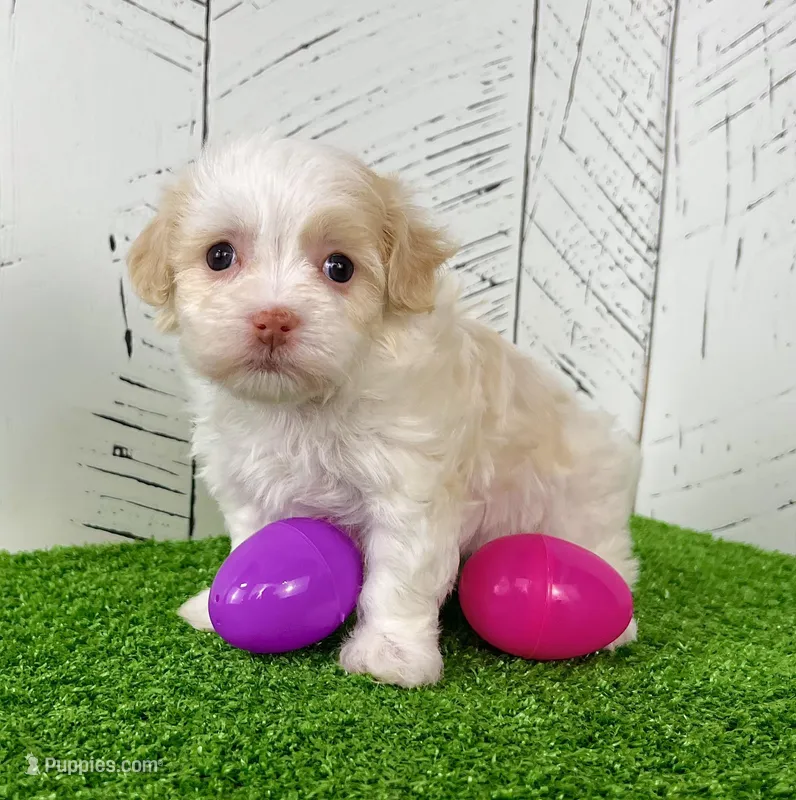 Belle – Havanese puppy for sale in Berlin, OH