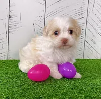 Binky, a female Havanese for sale in Berlin, OH – Photo 6 of 7
