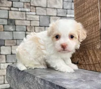 Binky, a female Havanese for sale in Berlin, OH – Photo 7 of 7