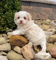 Binky, a female Havanese for sale in Berlin, OH – Photo 2 of 7