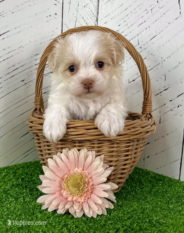 Binky – Havanese puppy for sale in Berlin, OH