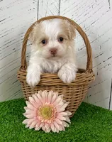 Binky, a female Havanese for sale in Berlin, OH – Photo 1 of 7