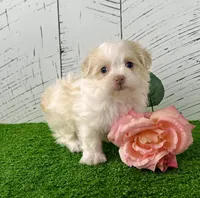 Binky, a female Havanese for sale in Berlin, OH – Photo 3 of 7