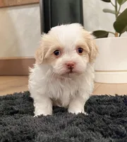 Binky, a female Havanese for sale in Berlin, OH – Photo 5 of 7