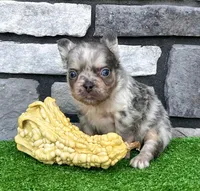 Diego, a male French Bulldog for sale in Berlin, OH – 5 of 7