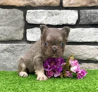 Bliss, a female French Bulldog for sale in Berlin, OH – 6 of 6