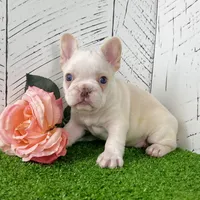 Crystal, a female French Bulldog for sale in Berlin, OH – Photo 4 of 6
