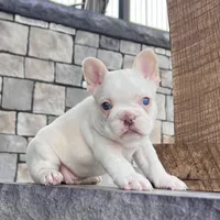 Crystal, a female French Bulldog for sale in Berlin, OH – Photo 1 of 6