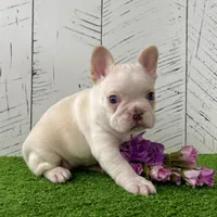 Crystal, a female French Bulldog for sale in Berlin, OH – Photo 5 of 6