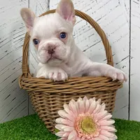 Crystal, a female French Bulldog for sale in Berlin, OH – Photo 3 of 6