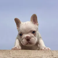 Crystal, a female French Bulldog for sale in Berlin, OH – Photo 2 of 6