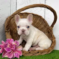 Crystal, a female French Bulldog for sale in Berlin, OH – Photo 6 of 6