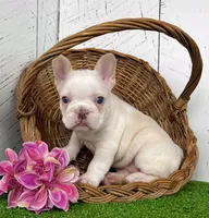 Crystal, a female French Bulldog for sale in Berlin, OH – Photo 6 of 6