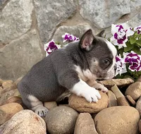 Dozer, a male French Bulldog for sale in Berlin, OH – 2 of 7