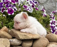 Champ pink, a male French Bulldog for sale in Berlin, OH – 2 of 5
