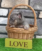 Alex, a male French Bulldog for sale in Berlin, OH – 3 of 6