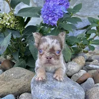 Harley, a male French Bulldog for sale in Berlin, OH – Photo 3 of 4