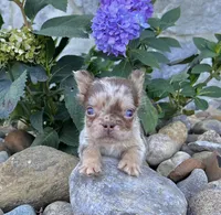 Harley, a male French Bulldog for sale in Berlin, OH – Photo 2 of 4