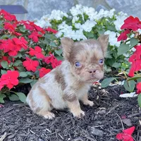 Harley, a male French Bulldog for sale in Berlin, OH – Photo 1 of 4