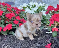Harley, a male French Bulldog for sale in Berlin, OH – Photo 4 of 4