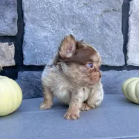 Harley, a male French Bulldog for sale in Berlin, OH – Photo 4 of 4