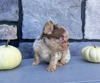 Harley, a male French Bulldog for sale in Berlin, OH – Photo 3 of 4
