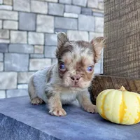 Harley, a male French Bulldog for sale in Berlin, OH – Photo 2 of 4