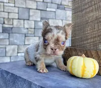 Harley, a male French Bulldog for sale in Berlin, OH – Photo 1 of 4
