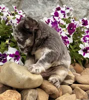 Damon, a male French Bulldog for sale in Berlin, OH – 3 of 7