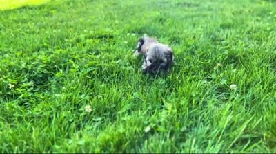 Nancy, a female Havanese for sale in Berlin, OH – 7 of 7