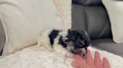 Dillon, a male Havanese for sale in Berlin, OH – 10 of 10