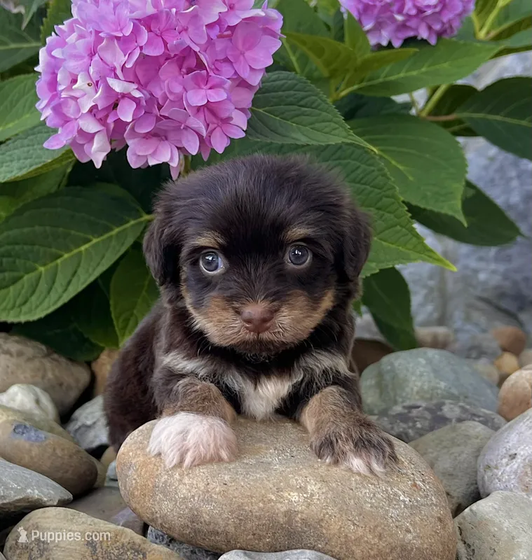 Amber – Havanese puppy for sale in Berlin, OH
