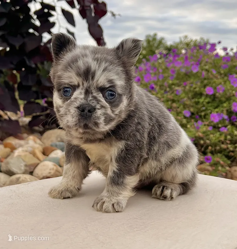 Damon – French Bulldog puppy for sale in Berlin, OH