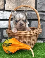 Diego, a male French Bulldog for sale in Berlin, OH – 4 of 7
